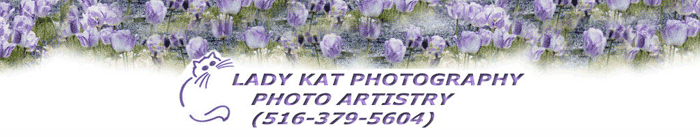 Lady Kat Photography Photo Artistry (516) 379-5604
